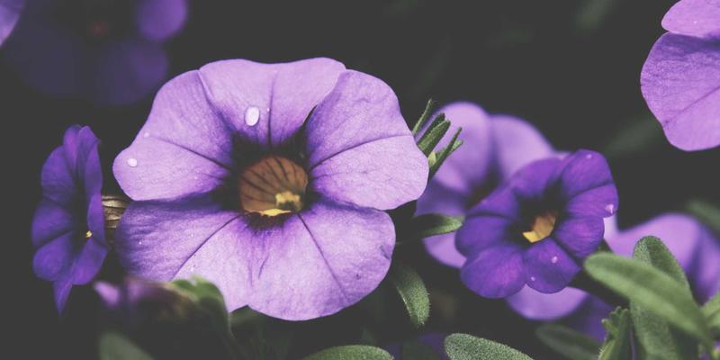 Masala Express带你探索印度酸辣酱世界：新鲜、熟制与腌渍，为每道菜注入灵魂