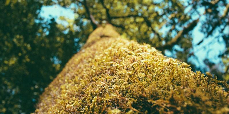 Tandoori Secrets: 在家用厨房或烤架上重现印度泥炉烤炉的魔法