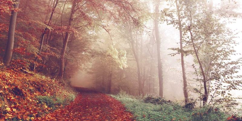 从街头到灵魂：探索印度街头美食的历史与文化意义