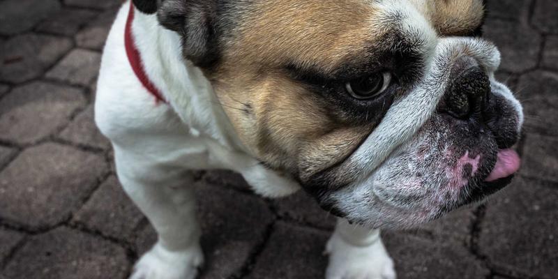 印度甜品宇宙：从罗斯古拉到地方米布丁，香料与文化的甜蜜交响