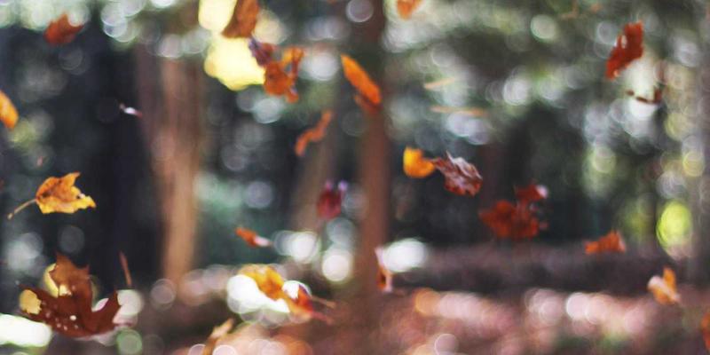 在家制作印度经典甜点：玫瑰奶球与乳酪甜汤的香料之旅